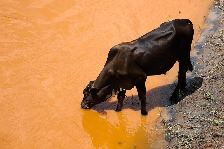 Rio Gualaxo do Norte, José Cruz, Agência Brasil